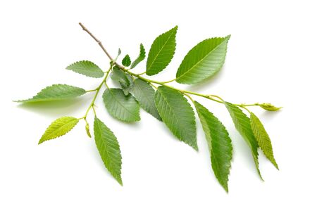 Elm Young branch. Isolated on white backgroundの写真素材