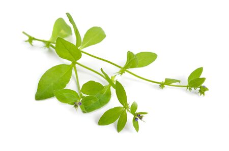 Asperugo procumbens, known as madwort or German madwort. Isolatedの写真素材