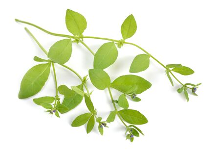 Asperugo procumbens, known as madwort or German madwort. Isolatedの写真素材