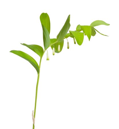 Polygonatum odoratum, Solomons seal or scented Solomons sealの写真素材