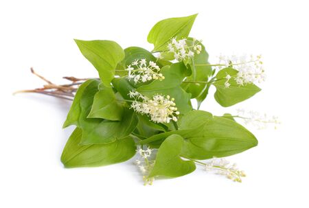 Maianthemum bifolium, false lily of the valley or May lilyの写真素材