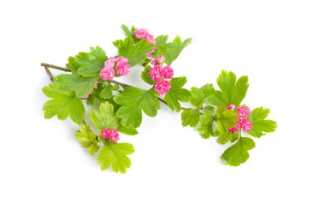 Red Flowers Crataegus hawthorn quickthorn thornapple May-tree, whitethorn or hawberry. Isolated.の写真素材