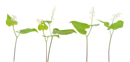 Maianthemum bifolium, false lily of the valley or May lily. Isolated.の写真素材