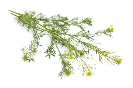 Descurainia or tansymustards isolated on white backgroundの写真素材