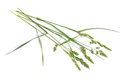 Dactylis glomerata, also known as cock's-foot, orchard grass or cat grass. Isolatedの写真素材