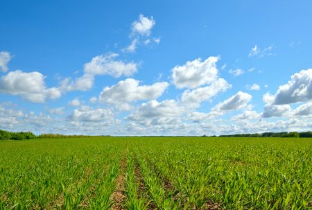 Field with wheat sprouts. Beautiful cloudy sky.の写真素材