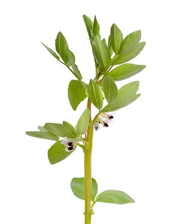 Vicia faba broad bean, fava bean, or faba bean, cover crop Horse bean. Flowers isolated.の写真素材