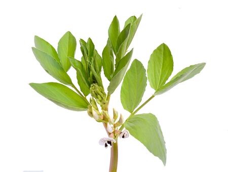 Vicia faba broad bean, fava bean, or faba bean, cover crop Horse bean. Flowers isolated.の写真素材