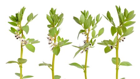 Vicia faba broad bean, fava bean, or faba bean, cover crop Horse bean. Flowers isolated set.の写真素材