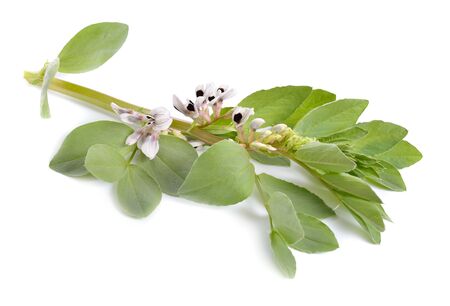 Vicia faba broad bean, fava bean, or faba bean, cover crop Horse bean. Flowers isolated.の写真素材