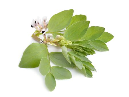 Vicia faba broad bean, fava bean, or faba bean, cover crop Horse bean. Flowers isolated.の写真素材