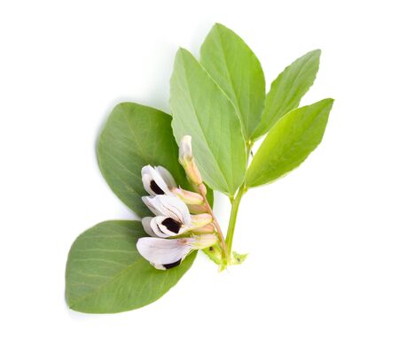 Vicia faba broad bean, fava bean, or faba bean, cover crop Horse bean. Flowers isolated.の写真素材