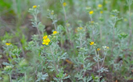 Potentilla argentea, known as hoary cinquefoil, silver cinquefoil, silvery cinquefoil, or silver-leaf cinquefoil.の写真素材
