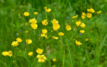 Ranunculus acris or buttercups. Common names include meadow buttercup, tall buttercup, common buttercup and giant buttercup.の写真素材