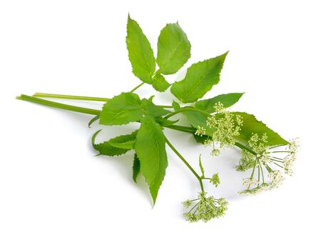 Aegopodium podagraria or ground elder, herb gerard, bishops weed, goutweed, gout wort, and snow-in-the-mountain.の写真素材