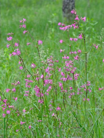 Silene viscaria, the sticky catchfly or clammy campion.の写真素材