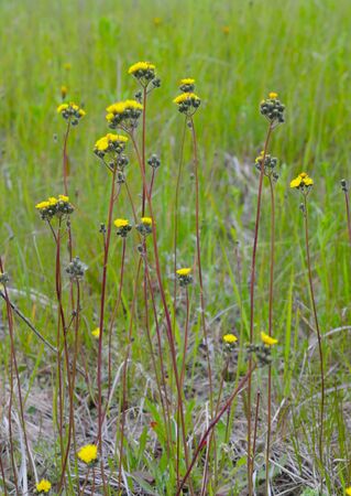 Pilosella floribunda synonym Hieracium floribundum, also known as pale hawkweed, smoothish hawkweed, yellow hawkweed, and yellow devil hawkweed.の写真素材