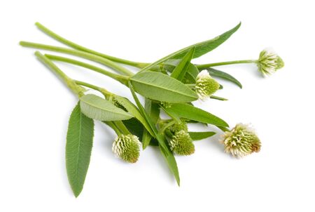 Trifolium montanum, the mountain clover. Isolated on white background.の写真素材