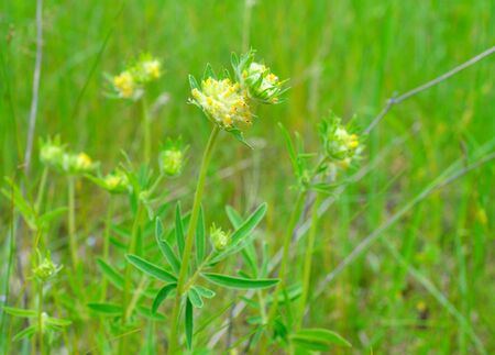 Yellow Flowers Anthyllis vulneraria on meadow. Horisontalの写真素材