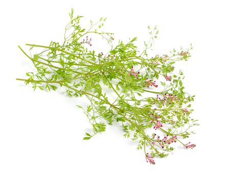 Fumaria officinalis, the common fumitory, drug fumitory or earth smoke. Isolated on white.の写真素材