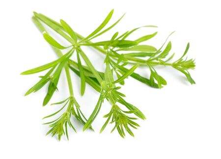 Galium aparine or clivers, bedstraw, goosegrass, catchweed, stickyweed, sticky bob, stickybud stickyback robin-run-the-hedge sticky willy sticky willow stickeljack sticky grass Isolated.の写真素材
