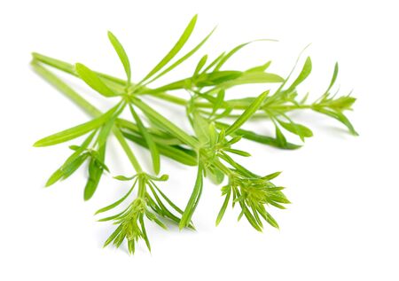 Galium aparine or clivers, bedstraw, goosegrass, catchweed, stickyweed, sticky bob, stickybud stickyback robin-run-the-hedge sticky willy sticky willow stickeljack sticky grass Isolated.の写真素材