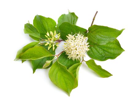 Cornus sanguinea, the common dogwood or bloody dogwood. Flowers isolated.の写真素材