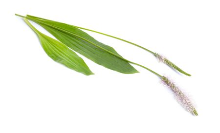Plantago media, known as the hoary plantain. Isolated on white background.の写真素材