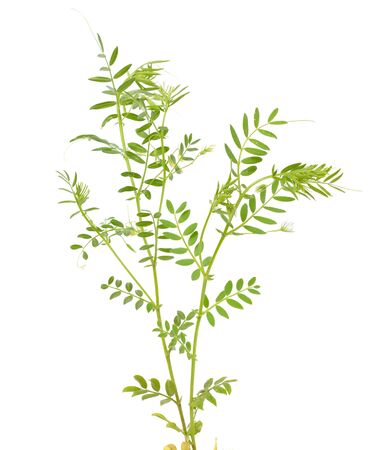 lentil plant or Lens culinaris or Lens esculenta. With flowers isolatedの写真素材