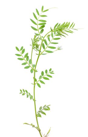 lentil plant or Lens culinaris or Lens esculenta. With flowers isolatedの写真素材