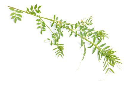 lentil plant or Lens culinaris or Lens esculenta. With flowers isolatedの写真素材