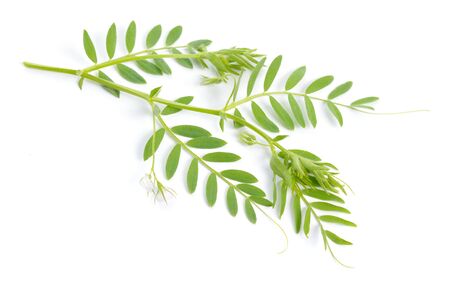 lentil plant or Lens culinaris or Lens esculenta. With flowers isolatedの写真素材