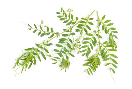 lentil plant or Lens culinaris or Lens esculenta. With flowers isolatedの写真素材