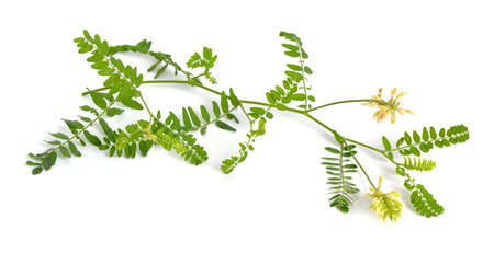 Astragalus glycyphyllos or liquorice milkvetch, wild liquorice, wild licorice. Isolated.の写真素材