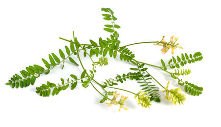 Astragalus glycyphyllos or liquorice milkvetch, wild liquorice, wild licorice. Isolated.の写真素材