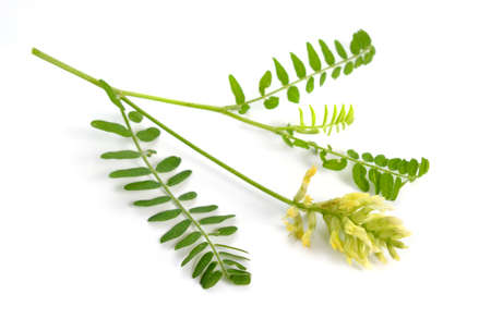 Astragalus glycyphyllos or liquorice milkvetch, wild liquorice, wild licorice. Isolated.の写真素材