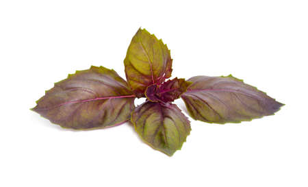 A bunch of dark opal basil leaves isolated on white background.の写真素材