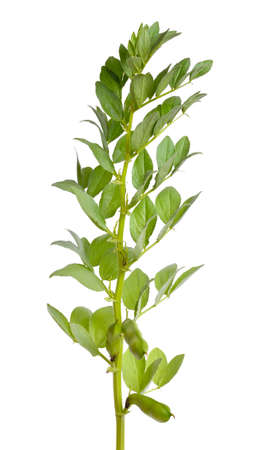 Vicia faba broad bean, fava bean, or faba bean, cover crop Horse bean. Flowers isolated.の写真素材