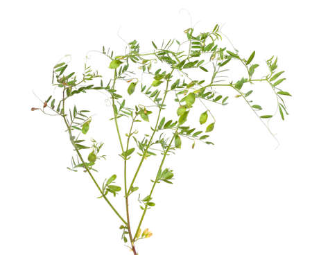 lentil plant or Lens culinaris or Lens esculenta. With flowers and podsisolatedの写真素材