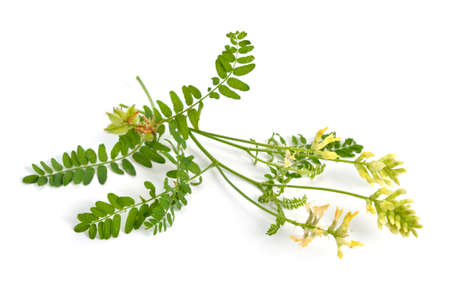 Astragalus glycyphyllos or liquorice milkvetch, wild liquorice, wild licorice. Isolated.の写真素材