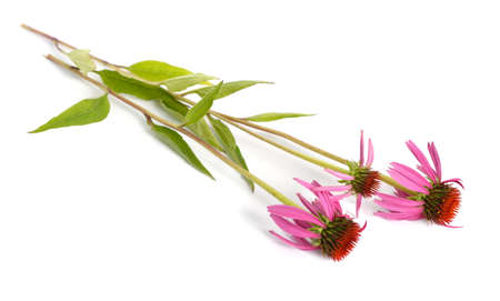 Echinacea purpurea or eastern purple coneflower, purple coneflower, hedgehog coneflower, or echinacea isolated.の写真素材