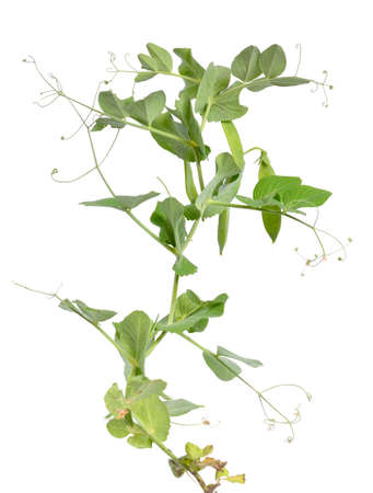 The pea or Pisum sativum isolated on white background.の写真素材