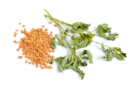 Fenugreek or Trigonella foenum-graecum. Green ang dried plant with seed. Isolated on white background.の写真素材