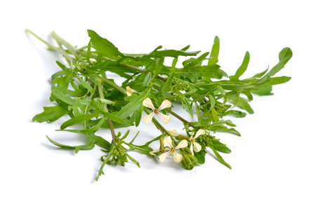 Rocket or arugula Eruca vesicaria or Brassica eruca. Other common names include garden rocket. Plant with flowers. Isolated.の写真素材