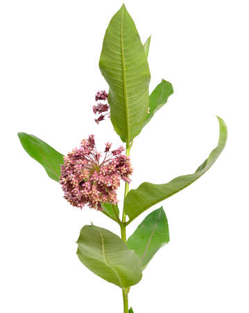 Asclepias syriaca, commonly called common milkweed, butterfly flower, silkweed, silky swallow-wort, and Virginia silkweed. Isolated on white.の写真素材