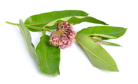 Asclepias syriaca, commonly called common milkweed, butterfly flower, silkweed, silky swallow-wort, and Virginia silkweed. Isolated on white.の写真素材