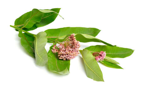 Asclepias syriaca, commonly called common milkweed, butterfly flower, silkweed, silky swallow-wort, and Virginia silkweed. Isolated on white.の写真素材