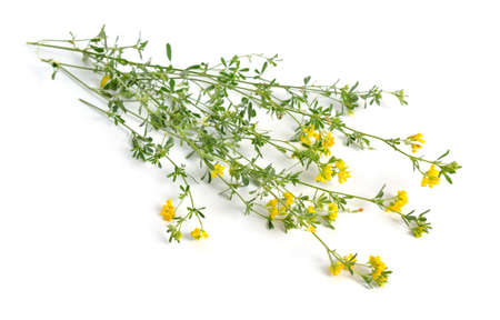 Medicago falcata or sickle alfalfa, yellow-flowered alfalfa, yellow alfalfa, sickle medick and yellow medick. Isolated.の写真素材