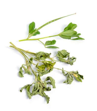 Fenugreek or Trigonella foenum-graecum. Green ang dried plant. Isolated on white background.の写真素材