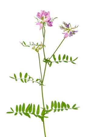 Securigera varia or Coronilla varia, commonly known as crownvetch or purple crown vetch. Isolated on white background.の写真素材